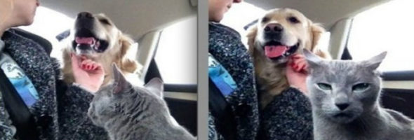Fotos que nos muestran que las mascotas son mas celosas que cualquier pareja