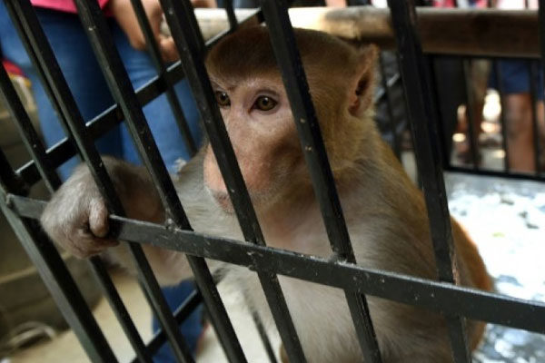 Prisión de monos
