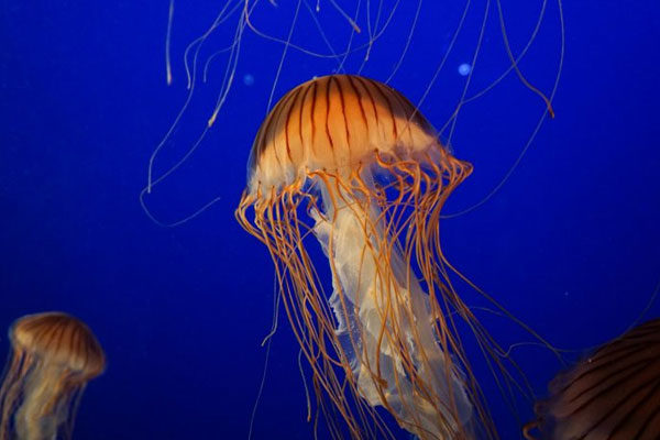 Orinar sobre la picadura de una medusa