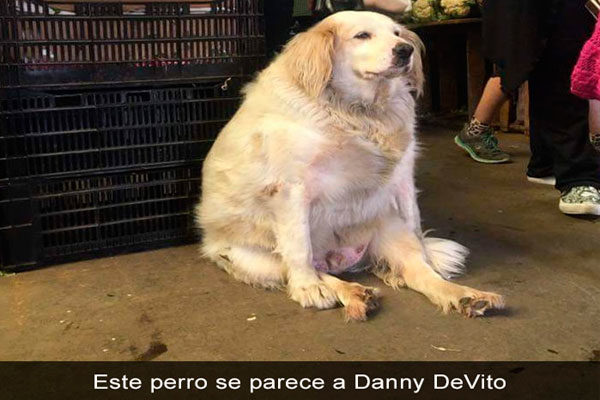Danny perrito