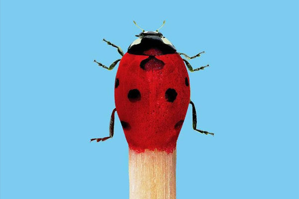 De Ladybug a Firebug