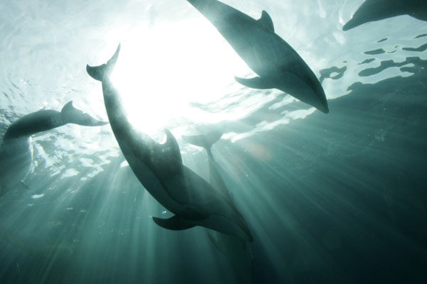 Delfines astutos