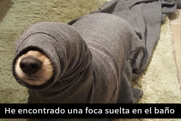 Un perro de mar