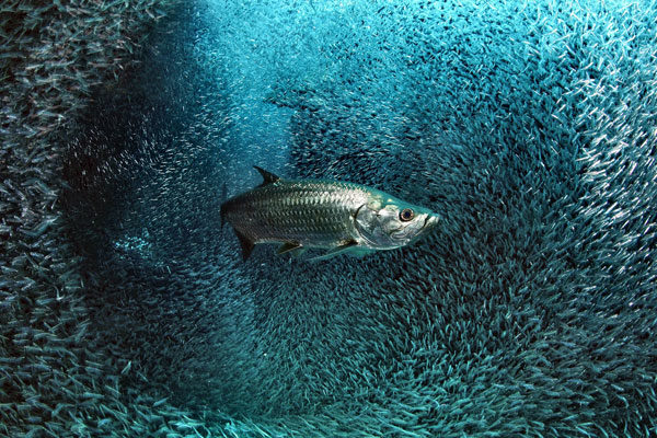 Sábalo en una Nube de Peces Vidrio