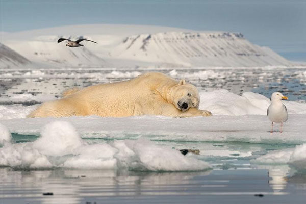 Soñando Sobre Hielo En El Mar