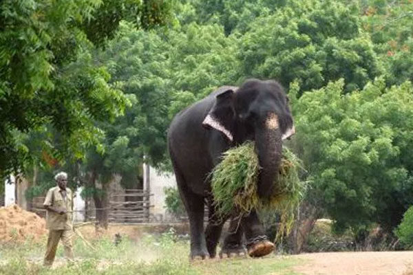 Un elefante asesino