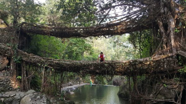 Puentes vivos de Meghalaya, India