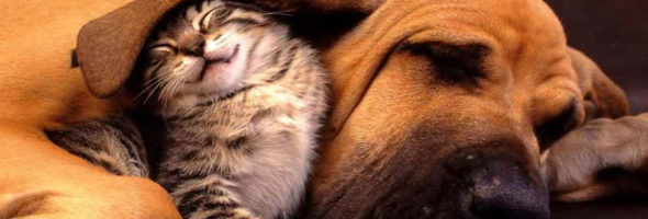Fotos que nos demuestran que los gatos y perros son los mejores amigos del mundo