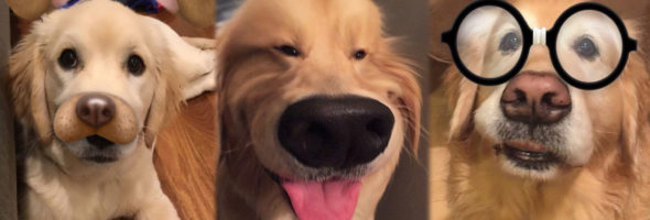 Estos perros se apoderan de Snapchat con fotos tan cómicas que no podrás parar de reir