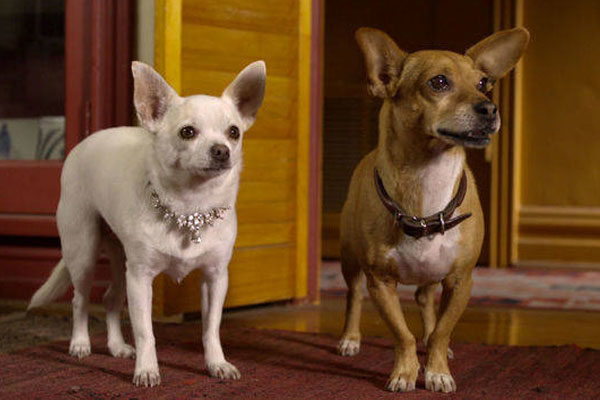 Beverly Hills Chihuahua