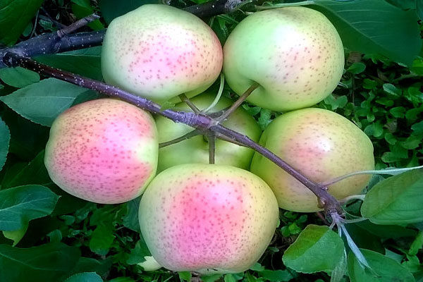 Una manzana al día