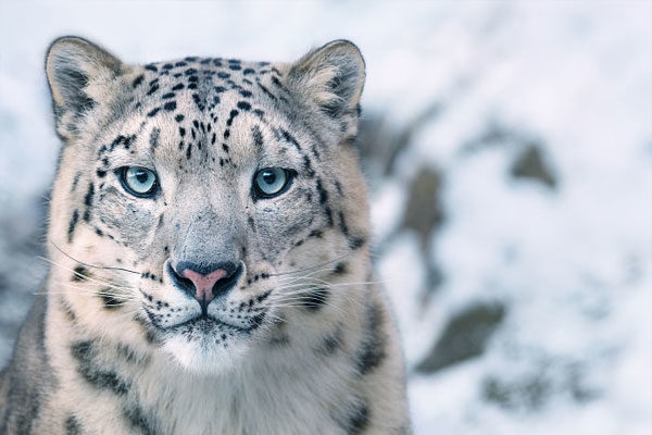 Leopardo de nieve