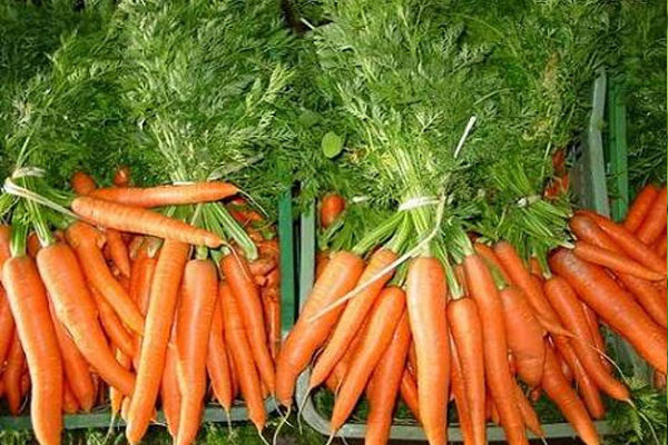 Zanahoria modificada