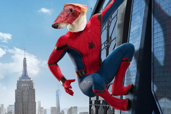 Spiderdog