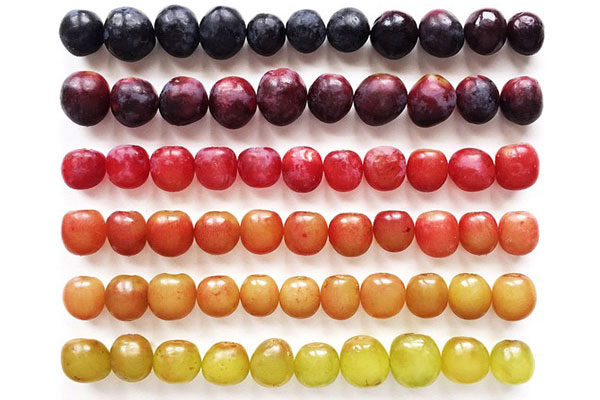 Las sombras perfectas de las uvas