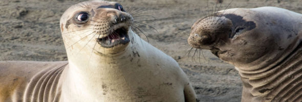 Las fotos más graciosas de animales que podrás ver