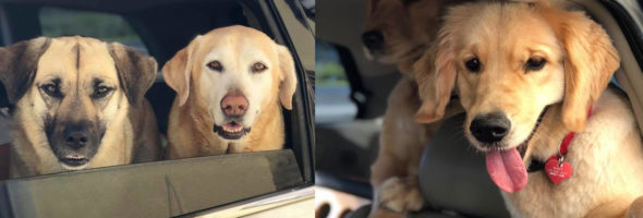 Las expresiones faciales de estas mascotas lo dicen todo al recibir su comida en el autoservicio