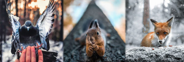 Los animales más fotogénicos del bosque, son totalmente adorables