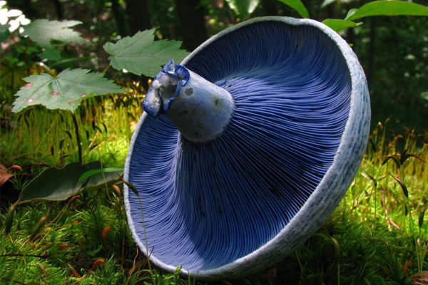 Lactarius Indigo.