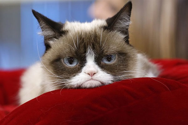 Grumpy Cat