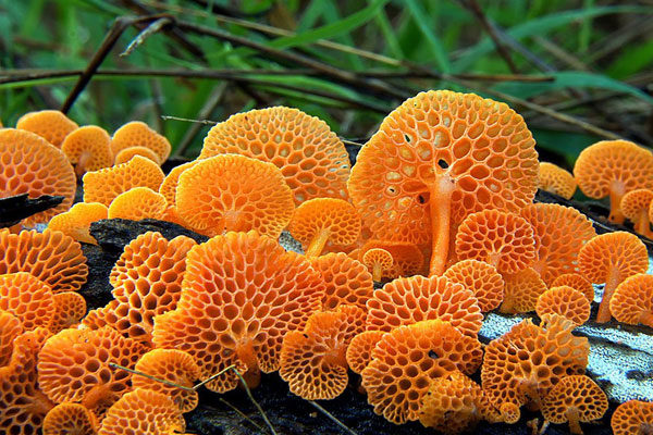 Favolaschia Calocera