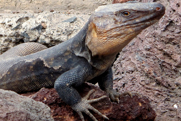 Lagarto gigante de La Palma