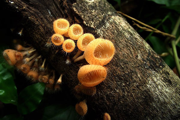 Pequeños hongos dorados