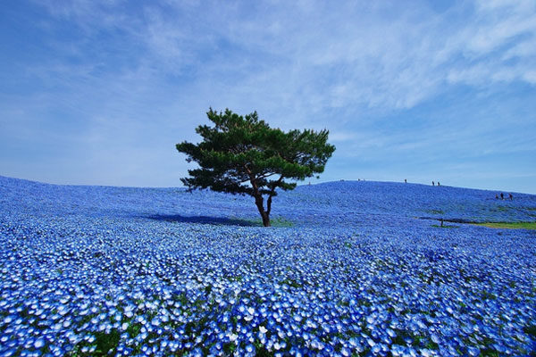 Parque Costero Hitachi, Hitachinaka, Japón