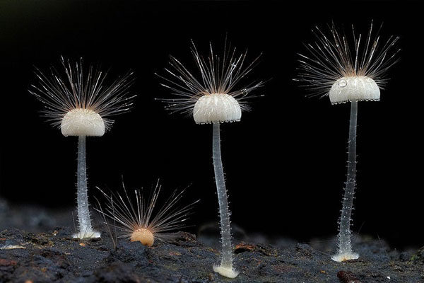 Mycena galericulata