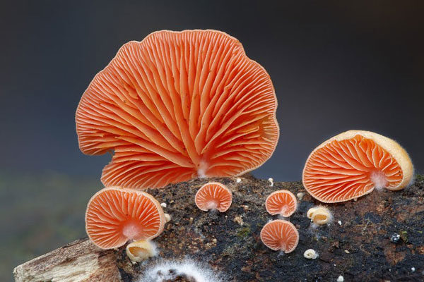 Crepidotus