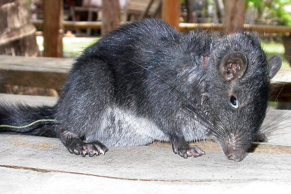 Rata Laosiana de la Roca