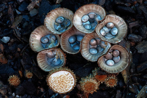 Cyathus Striatus