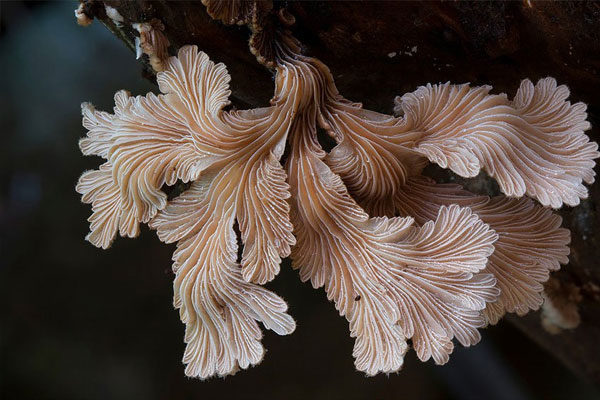 Comuna de Schizophyllum