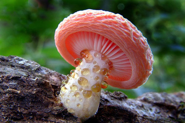 Rhodotus Palmado