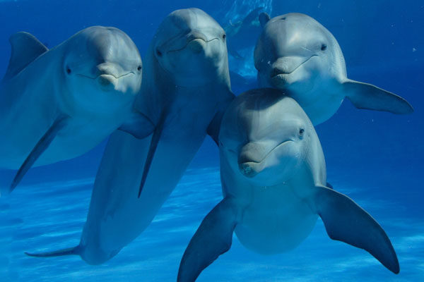 Los delfines tienen nombres