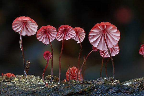 Marasmius Haematocephalus