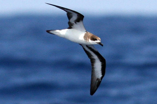 Petrel de Bermuda o cahow