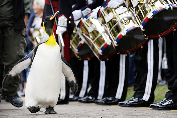 Un pingüino con un gran título