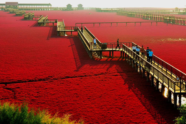 Playa roja, Panjin, China