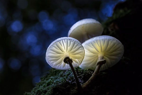 Porcelain Fungus.