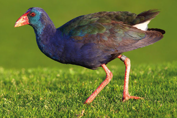 Calamón Takahe