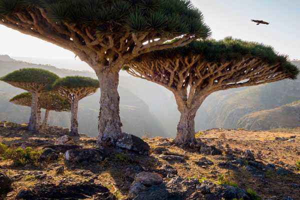 Árboles de sangre de dragón, Socotra, Yemen