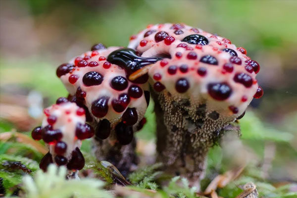 Hydnellum Peckii