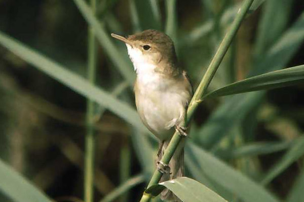 Carricero picudo