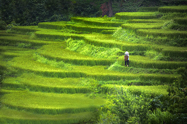Terrazas de arroz, Bali, Indonesia