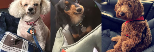 Adorables reacciones de perros al descubrir que van camino al veterinario