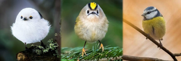 Los Angry Birds de la vida real