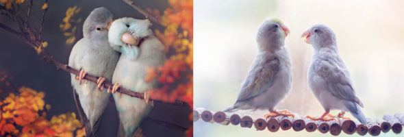 Tiernas imágenes de una historia de amor de unos periquitos australianos