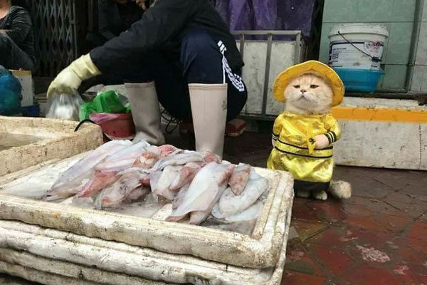 El gato vendedor