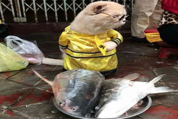 Vende pescado